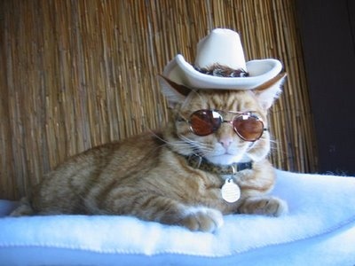 crazy-cat-fashions-sheriff-style-large-msg-1289331919051.jpg